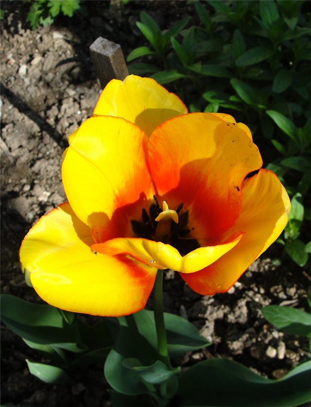 malo otvoren tulip